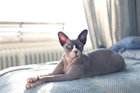 oily hairless cat|Are Hairless Cats Oily